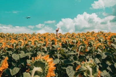 Hand sticking out of a sunflower patch