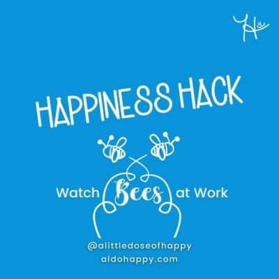 Watch Bees at Work - a little dose of happy - aldohappy.com