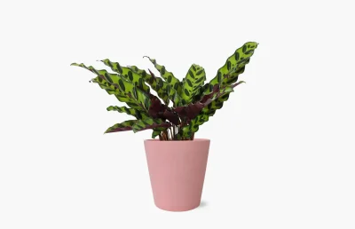 Meet Cute by Bloomsy Box