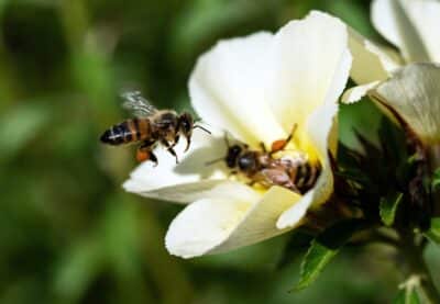 Bees Do A Little Waggle Dance To Communicate With Each Other